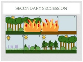 SECONDARY SECCESSION
 