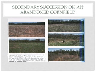 SECONDARY SUCCESSION ON AN
ABANDONED CORNFIELD
 