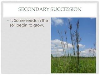 SECONDARY SUCCESSION
• 1. Some seeds in the
soil begin to grow.
 
