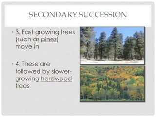 SECONDARY SUCCESSION
• 3. Fast growing trees
(such as pines)
move in
• 4. These are
followed by slower-
growing hardwood
trees
 