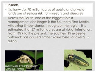 • Insects
• Nationwide, 70 million acres of public and private
lands are at serious risk from insects and diseases
• Across the South, one of the biggest forest
management challenges is the Southern Pine Beetle.
Attacking timber stands throughout the region, it is
estimated that 57 million acres are at risk of infestation.
From 1999 to the present, the Southern Pine Beetle
outbreak has caused timber value losses of over $1.5
billion.
Gypsy Moth, Lymantria dispar
(Linnaeus) female
Photo from USDA APHIS PPQ archives
 