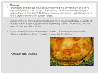 • Diseases
• Forest pests and disease have seriously harmed the environment and have
imposed significant cost to the U.S. economy. Exotic pests and pathogens,
such as the chestnut blight, Dutch elm disease, and beech bark disease have
had a profound effect on Eastern forests.
• Management of these pests and diseases has been impacted by a variety of
factors such as forest fragmentation, increasing human population, and the
expansion of invasive species.
• Prompt identification and treatment of forest diseases often means the
difference between losing or saving a valuable forest stand.
Annosum Root Disease
 