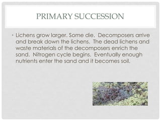PRIMARY SUCCESSION
• Lichens grow larger. Some die. Decomposers arrive
and break down the lichens. The dead lichens and
waste materials of the decomposers enrich the
sand. Nitrogen cycle begins. Eventually enough
nutrients enter the sand and it becomes soil.
 