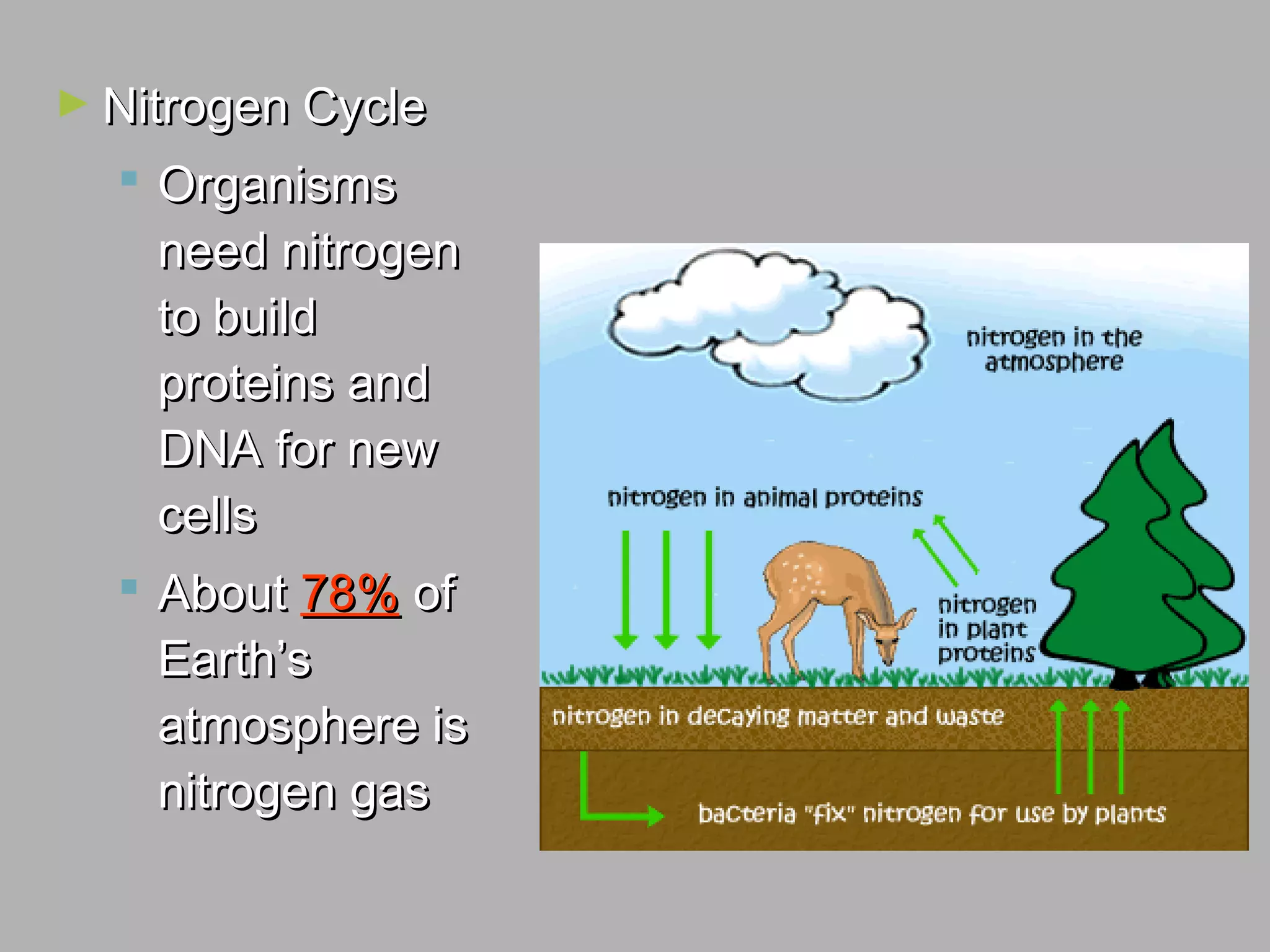 ► Nitrogen CycleNitrogen Cycle
 OrganismsOrganisms
need nitrogenneed nitrogen
to buildto build
proteins andproteins and
DNA for newDNA for new
cellscells
 AboutAbout 78%78% ofof
Earth’sEarth’s
atmosphere isatmosphere is
nitrogen gasnitrogen gas
 