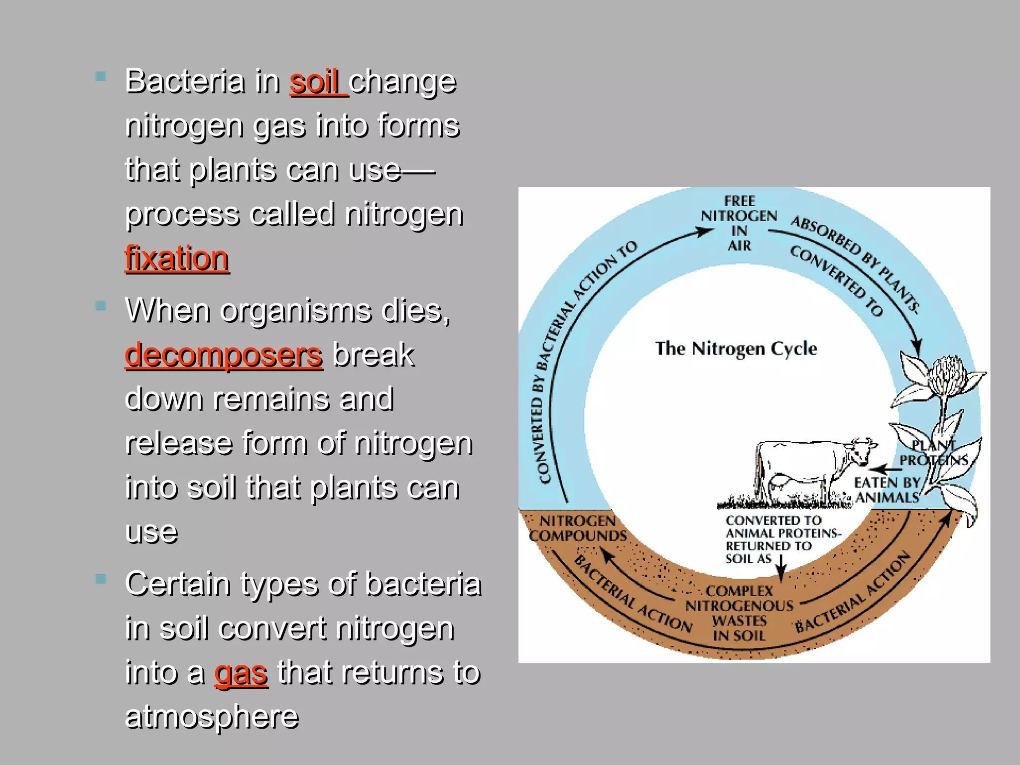  Bacteria inBacteria in soilsoil changechange
nitrogen gas into formsnitrogen gas into forms
that plants can use—that plants can use—
process called nitrogenprocess called nitrogen
fixationfixation
 When organisms dies,When organisms dies,
decomposersdecomposers breakbreak
down remains anddown remains and
release form of nitrogenrelease form of nitrogen
into soil that plants caninto soil that plants can
useuse
 Certain types of bacteriaCertain types of bacteria
in soil convert nitrogenin soil convert nitrogen
into ainto a gasgas that returns tothat returns to
atmosphereatmosphere
 