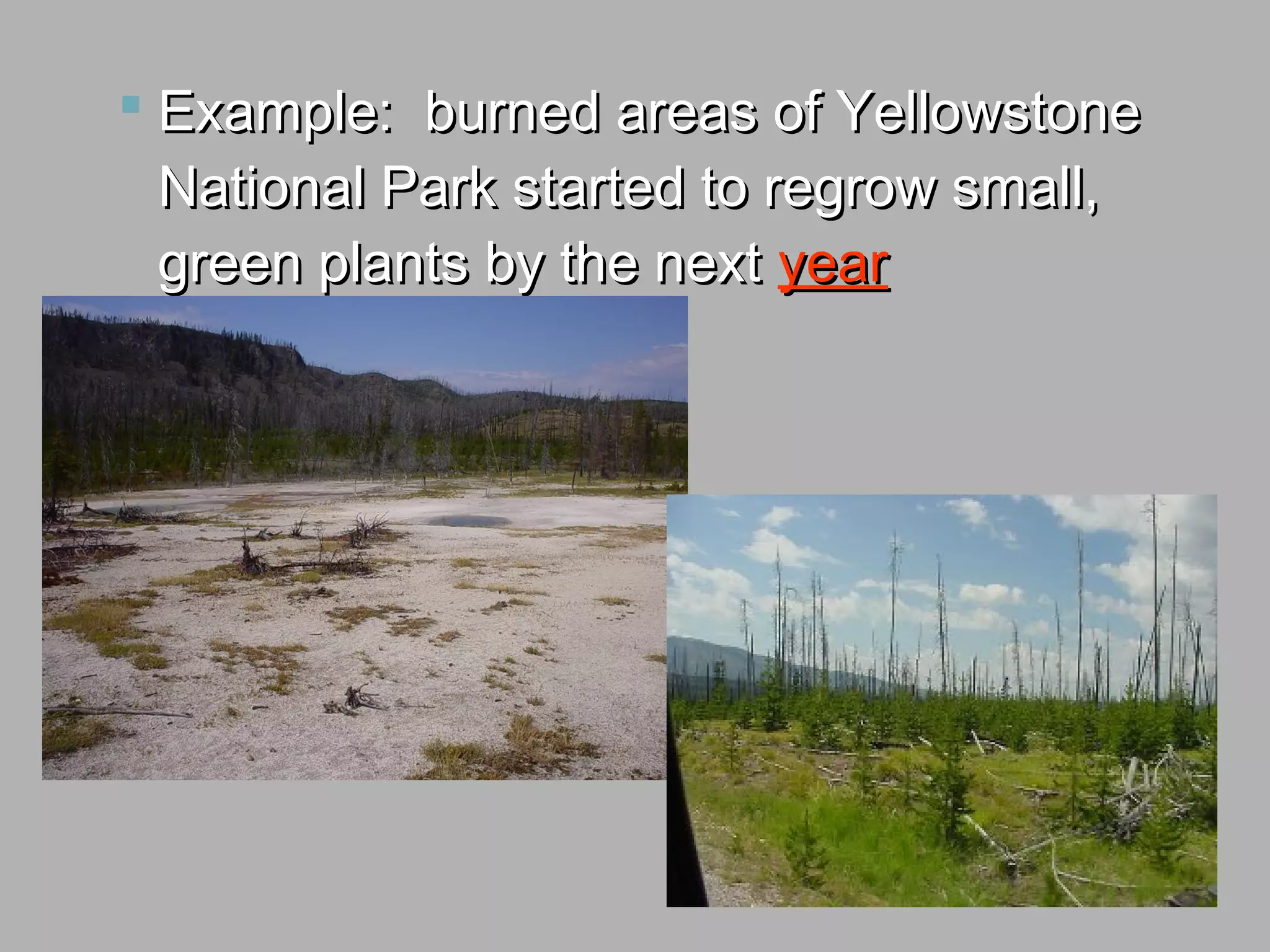  Example: burned areas of YellowstoneExample: burned areas of Yellowstone
National Park started to regrow small,National Park started to regrow small,
green plants by the nextgreen plants by the next yearyear
 
