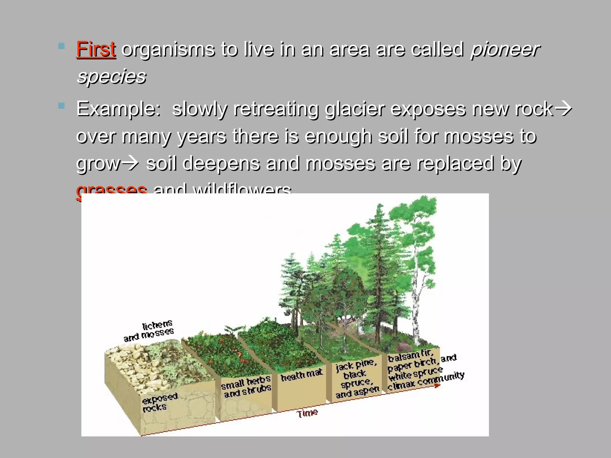  FirstFirst organisms to live in an area are calledorganisms to live in an area are called pioneerpioneer
speciesspecies
 Example: slowly retreating glacier exposes new rockExample: slowly retreating glacier exposes new rock
over many years there is enough soil for mosses toover many years there is enough soil for mosses to
growgrow soil deepens and mosses are replaced bysoil deepens and mosses are replaced by
grassesgrasses and wildflowersand wildflowers
 