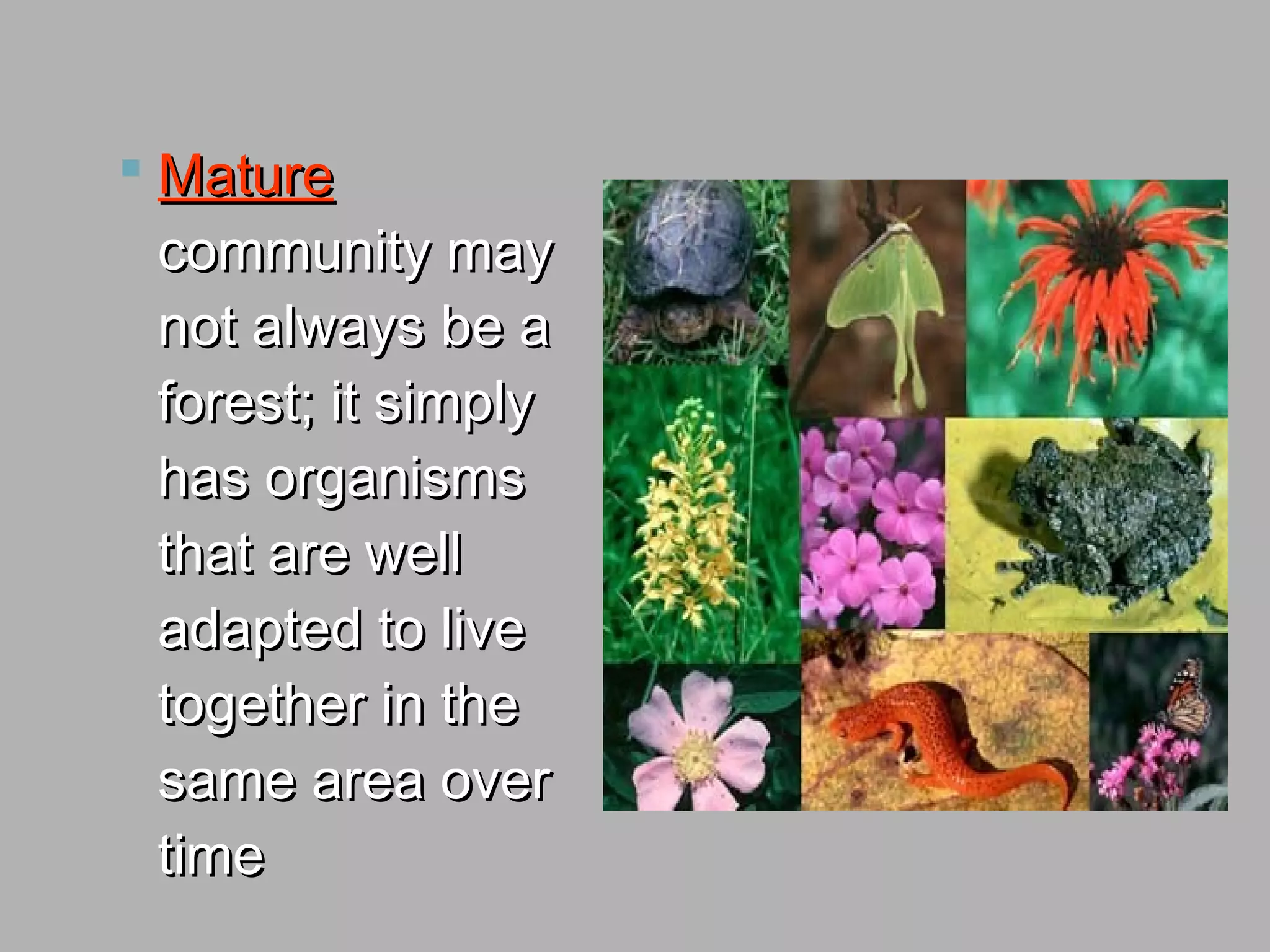  MatureMature
community maycommunity may
not always be anot always be a
forest; it simplyforest; it simply
has organismshas organisms
that are wellthat are well
adapted to liveadapted to live
together in thetogether in the
same area oversame area over
timetime
 