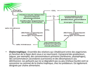 • Chaine trophique : Ensemble des relations qui s’établissent entre des organismes
en fonction de la façon dont ceux-ci se nourrissent. Comprend des producteurs
(algues, par exemple), des consommateurs primaires (herbivores, phytophages),
des consommateurs secondaires (carnivores) et des décomposeurs (ou
détritivores). Les polluants qui ne se dégradent pas ou peu (métaux lourds) vont se
concentrer au sommet de la chaîne trophique, chez les prédateurs. Est également
désignée par chaîne alimentaire.
 