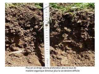 Plus on se dirige vers la profondeur plus le taux de
matière organique diminue plus la vie devient difficile
 