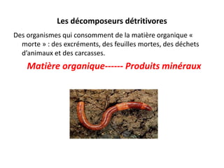 Les décomposeurs détritivores
Des organismes qui consomment de la matière organique «
morte » : des excréments, des feuilles mortes, des déchets
d’animaux et des carcasses.
Matière organique------ Produits minéraux
 