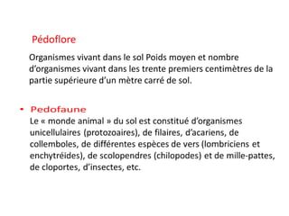Pédoflore
Organismes vivant dans le sol Poids moyen et nombre
d’organismes vivant dans les trente premiers centimètres de la
partie supérieure d’un mètre carré de sol.
 
