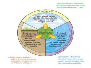 Les plantes absorbent le dioxyde de
carbone( principal gaz altérant le climat)
et produisent de l’oxygène à sa place
les feuilles mortes et les plantes
ajoutent des nutriments au sol, les
insectes et les animaux creusent un
terrier aidant le sol à respirer
les arbres et les autres plantes
ralentissent l'écoulement des eaux
pluviales vers les rivières pour lutter
contre les inondations naturelles
 