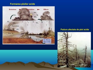 Padure afectata de ploi acide
Formarea ploilor acide
 