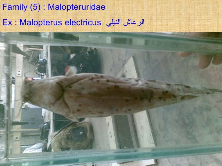 tilapia galilaea