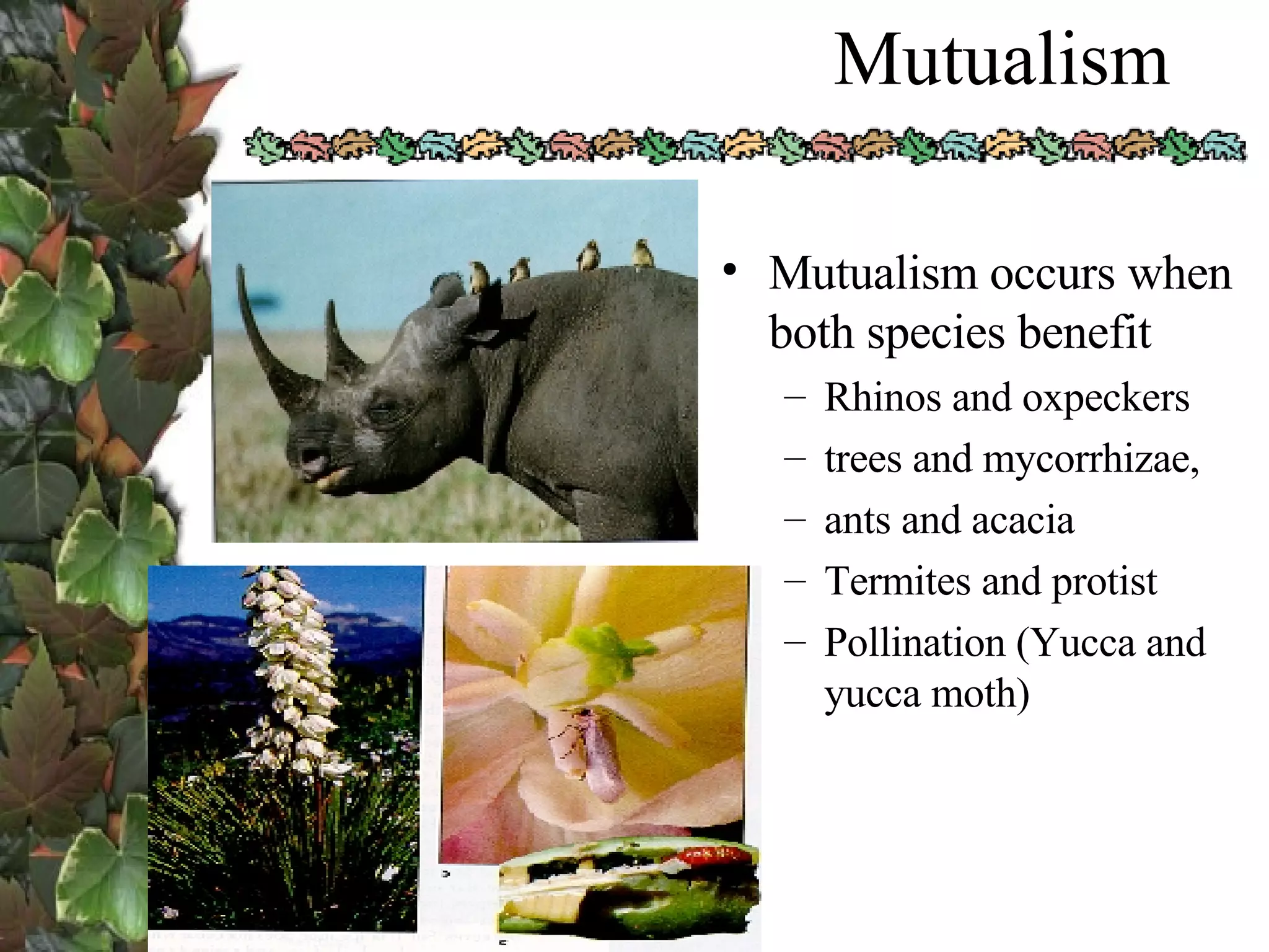 Mutualism Mutualism occurs when both species benefit Rhinos and oxpeckers trees and mycorrhizae, ants and acacia Termites and protist Pollination (Yucca and yucca moth) 
