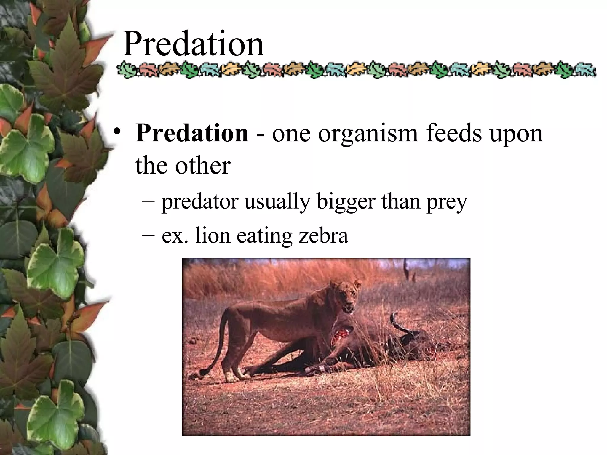 Predation Predation  - one organism feeds upon the other predator usually bigger than prey ex. lion eating zebra 