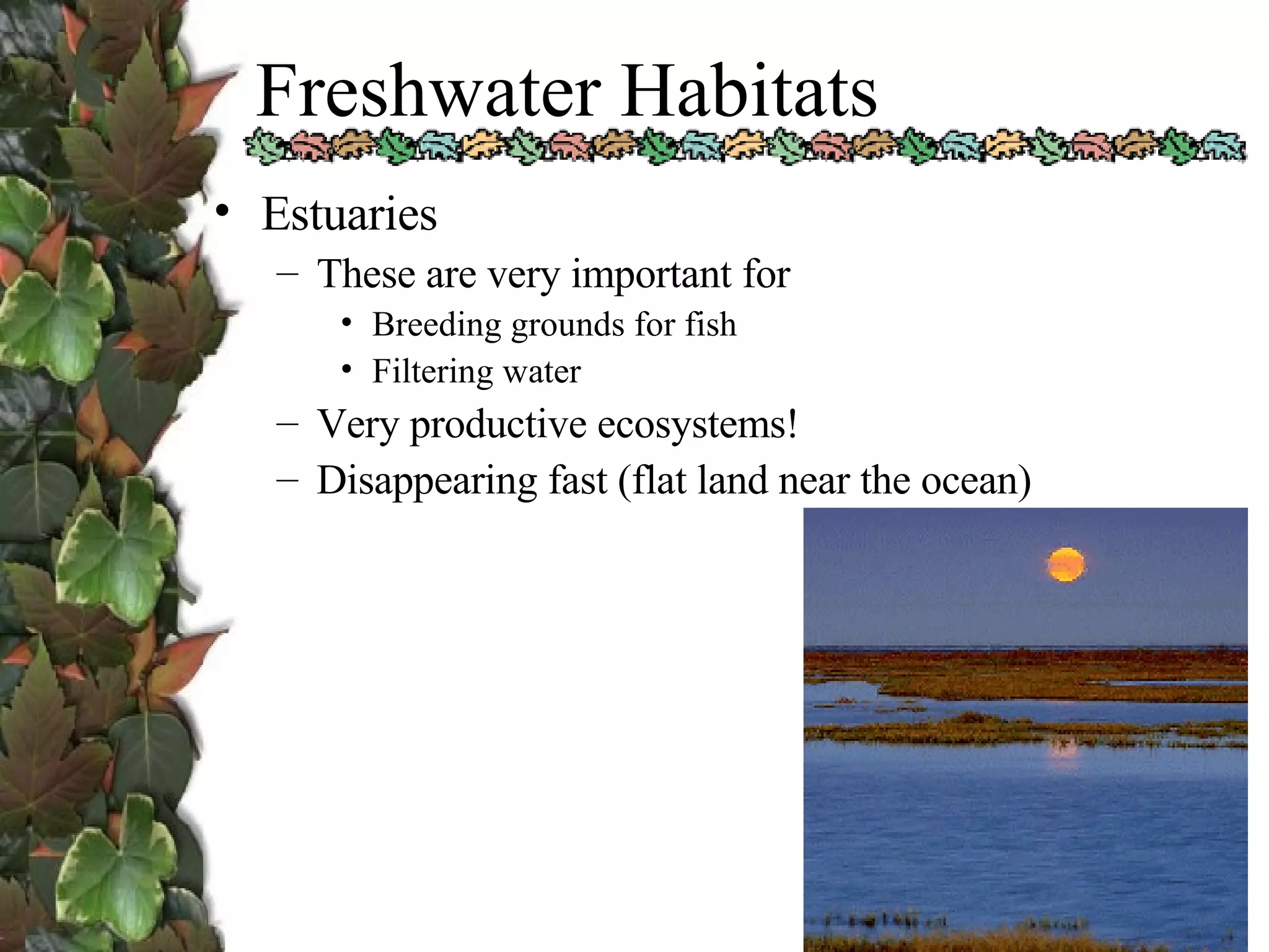 Freshwater Habitats Estuaries These are very important for Breeding grounds for fish Filtering water Very productive ecosystems! Disappearing fast (flat land near the ocean) 