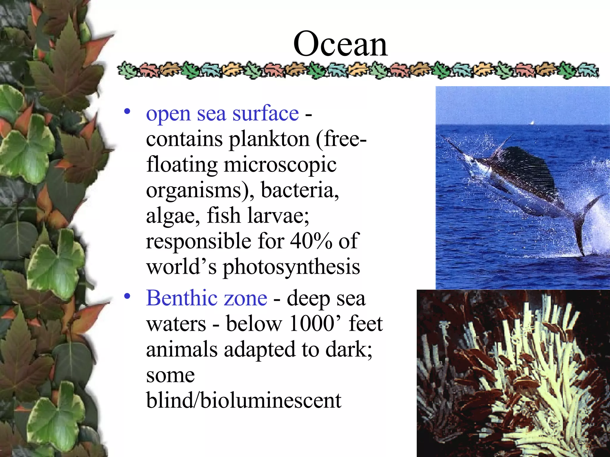 Ocean open sea surface  - contains plankton (free-floating microscopic organisms), bacteria, algae, fish larvae; responsible for 40% of world’s photosynthesis  Benthic zone  - deep sea waters - below 1000’ feet animals adapted to dark; some blind/bioluminescent 