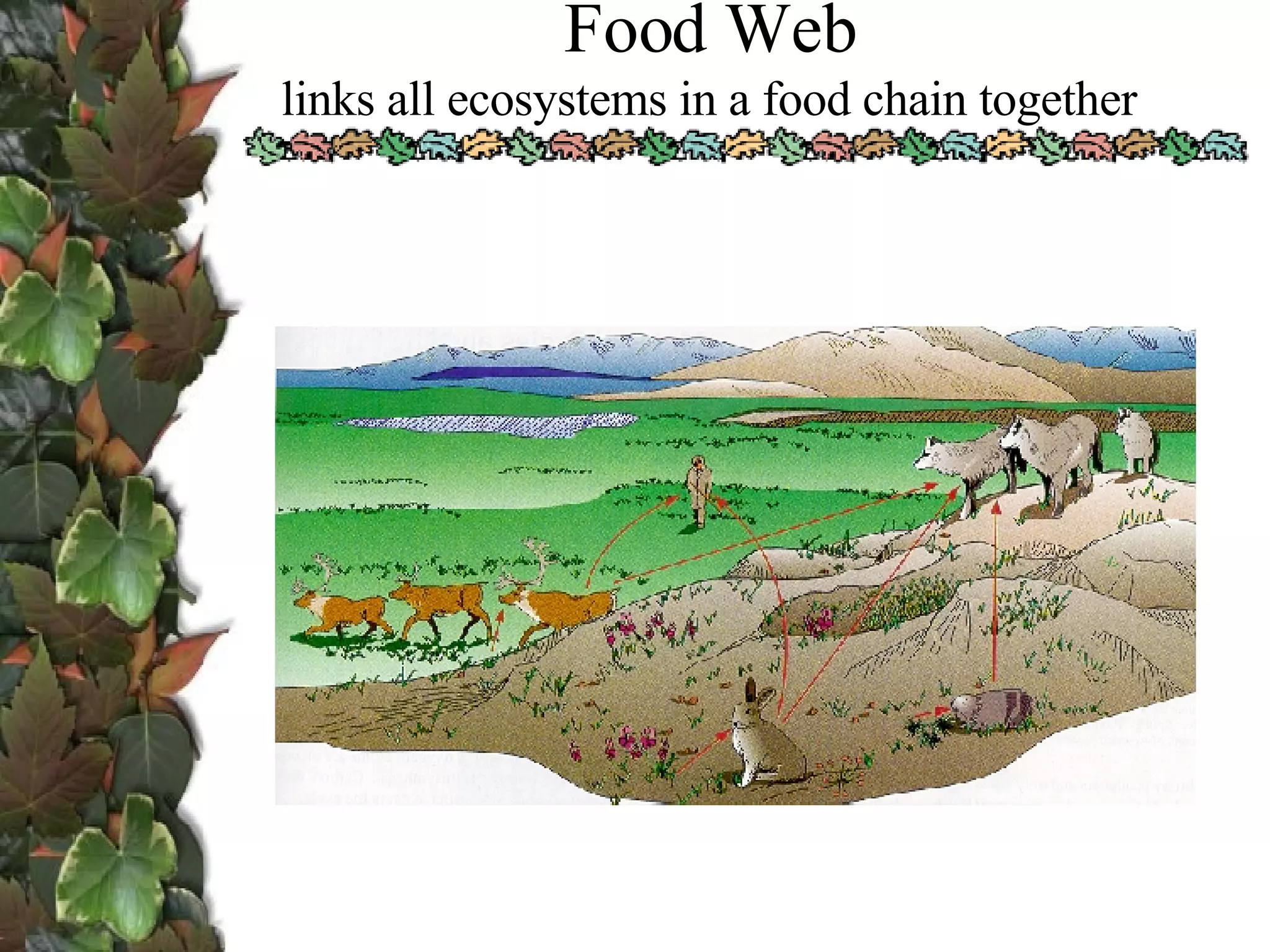 Food Web links all ecosystems in a food chain together 