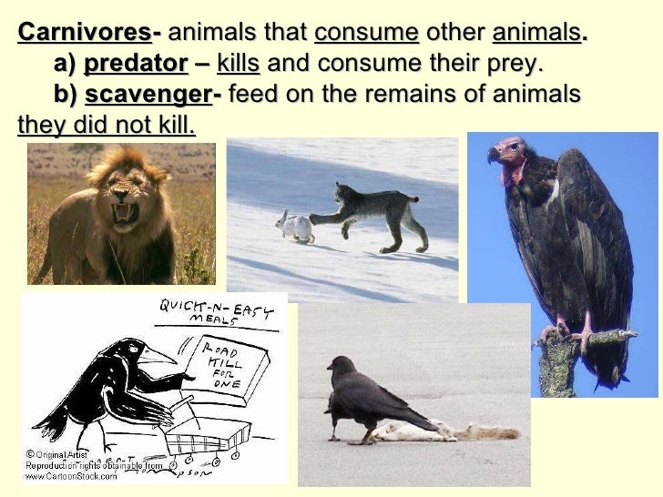 what is the interactions between heterotrophs autotrophs predators and prey in an ecosystem what is the interactions between heterotrophs autotrophs predators and prey in an ecosystem