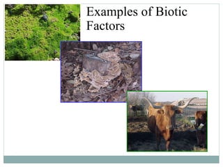 Examples of Biotic Factors 