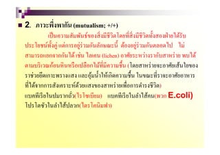 2. ภาวะพึงพากัน (mutualism; +/+)
               .
           เป็ นความสัมพันธ์ของสิ5 งมีชีวิตโดยที5ส5ิ งมีชีวิตทั)งสองฝ่ ายได้รับ
ประโยชน์ท) งคู่ แต่การอยูร่วมกันลักษณะนี) ต้องอยูร่วมกันตลอดไป ไม่
             ั            ่                           ่
สามารถแยกจากกันได้ เช่น ไลเคน (lichen) อาศัยระหว่างรากับสาหร่ าย พบได้
ตามบริ เวณก้อนหิ นหรื อเปลือกไม้ที5มีความชื)น (โดยสาหร่ ายจะอาศัยเส้นใยของ
ราช่วยยึดเกาะพรางแสง และอุมนํ)าให้เกิดความชื)น ในขณะที5ราจะอาศัยอาหาร
                              ้
ที5ได้จากการสังเคราะห์ดวยแสงของสาหร่ ายเพื5อการดํารงชีวิต)
                        ้
แบคทีเรี ยในปมรากถัว(ไรโซเบียม) แบคทีเรี ยในลําไส้คน(พวก E.coli)
                     5
โปรโตซัวในลําไส้ปลวก(ไตรโคนิมฟา)
 