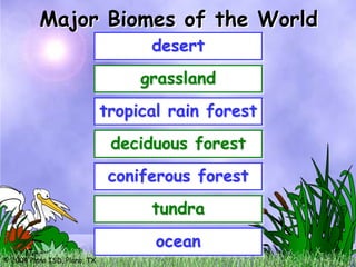 Major Biomes of the World
                                    desert
                                   grassland
                              tropical rain forest
                               deciduous forest
                               coniferous forest
                                    tundra
                                     ocean
© 2004 Plano ISD, Plano, TX
 