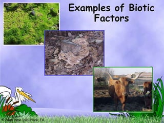 Examples of Biotic
                                  Factors




© 2004 Plano ISD, Plano, TX
 