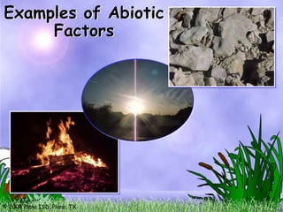 Examples of Abiotic
     Factors




© 2004 Plano ISD, Plano, TX
 