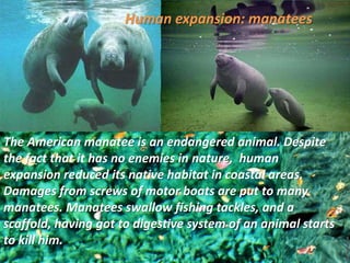 Human expansion: manatees




The American manatee is an endangered animal. Despite
the fact that it has no enemies in nat...