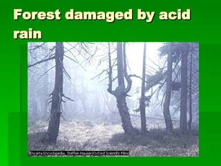 Forest damaged by acid rain 