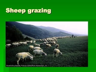 Sheep grazing 