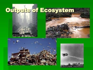Outputs of Ecosystem 