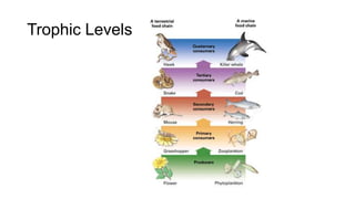 Trophic Levels
 