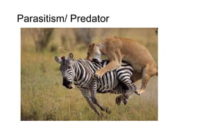 Parasitism/ Predator
 