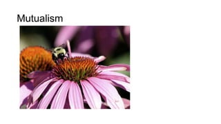 Mutualism
 