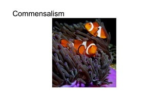Commensalism
 