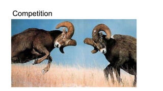 Competition
 