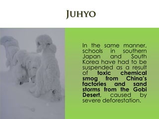 In the same manner,
schools in southern
Japan and South
Korea have had to be
suspended as a result
of toxic chemical
smog from China’s
factories and sand
storms from the Gobi
Desert, caused by
severe deforestation.
 