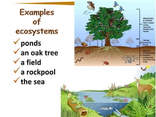 ponds
an oak tree
a field
a rockpool
the sea

 