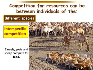 different species

Camels, goats and
sheep compete for
food.

 