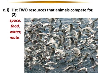 c. i) List TWO resources that animals compete for.
(2)
space,
food,
water,
mate

 
