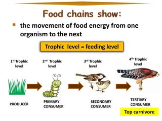  the movement of food energy from one
organism to the next
Trophic level = feeding level
1st Trophic
level

2nd Trophic
level

PRODUCER

PRIMARY
CONSUMER

3rd Trophic
level

SECONDARY
CONSUMER

4th Trophic
level

TERTIARY
CONSUMER

Top carnivore

 