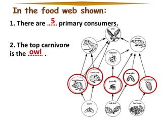 5
1. There are …… primary consumers.
2. The top carnivore
owl
is the ……… .

 