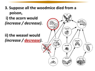 3. Suppose all the woodmice died from a
poison,
i) the acorn would
(increase / decrease).
ii) the weasel would
(increase / decrease).

 