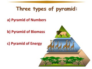 a) Pyramid of Numbers
b) Pyramid of Biomass
c) Pyramid of Energy

 