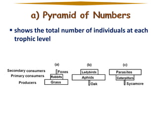  shows the total number of individuals at each
trophic level

 