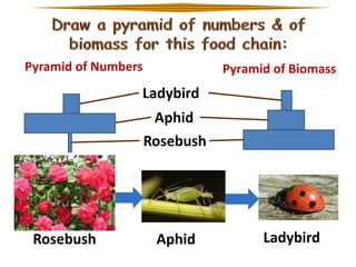 Pyramid of Numbers

Pyramid of Biomass

Ladybird

Aphid
Rosebush

Rosebush

Aphid

Ladybird

 