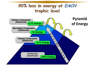 Pyramid
of Energy

 